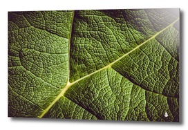 Green leaf giant rhubarb mammoth sheet