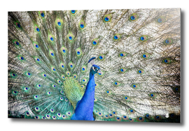 Peacock bird colorful plumage