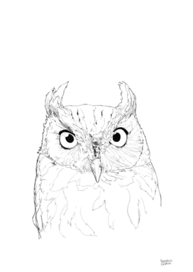 Owl_10
