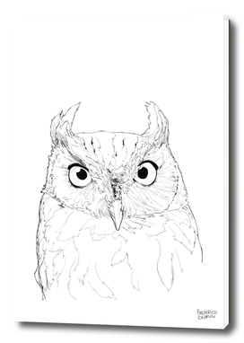 Owl_10