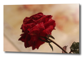 A rose II