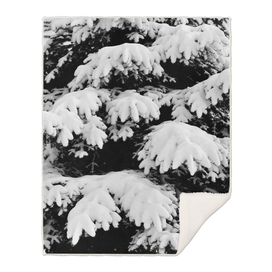 Snow-covered Fir Tree