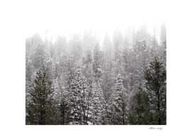 Snowy Forest of Pines