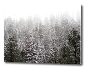 Snowy Forest of Pines