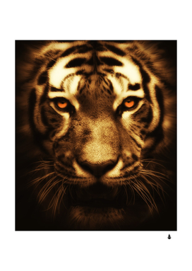 cat tiger animal wildlife wild