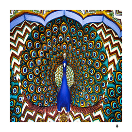 The peacock pattern