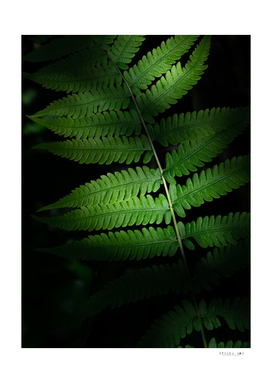 Green life under shade and light