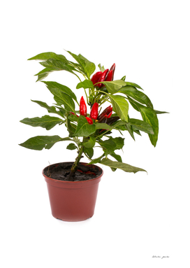 Shrub decorative pepper Kapsicum
