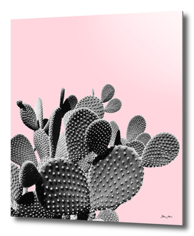 Bunny Ears Cactus on Pastel Pink