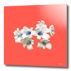 Blue Heart Lilies on Living Coral
