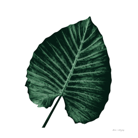 Love Leaves Evergreen - Him #3 #decor #art