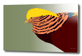 GOLDEN PHEASANT BIRD ART