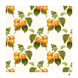Apricot fruit vintage art