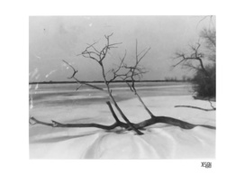 Frozen Tree - Film Photograph