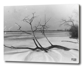 Frozen Tree - Film Photograph