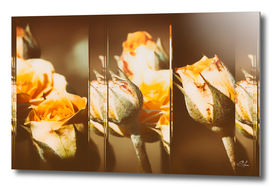Yellow Rose Buds Collage