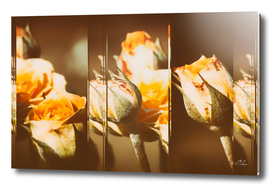 Yellow Rose Buds Collage