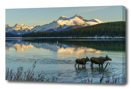 Family Moose in Maligne Lake at sunset, Jasper, Canada