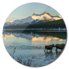 Family Moose in Maligne Lake at sunset, Jasper, Canada