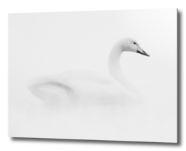 Lone swan