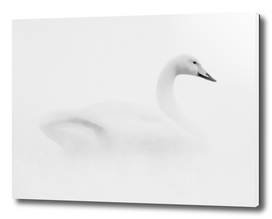 Lone swan