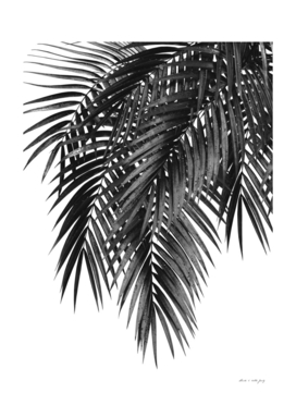 Palm Leaves Black & White Vibes #4 #tropical #decor #art