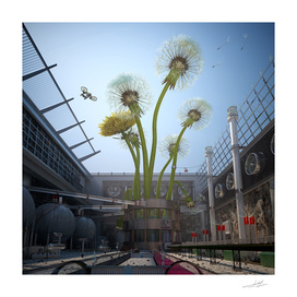 Industry growing dandelions