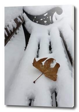 oak leaf on new snow