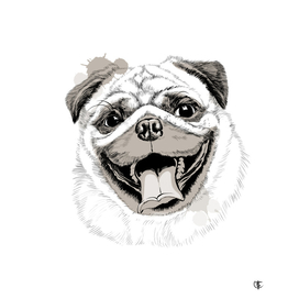 portrait of a pug