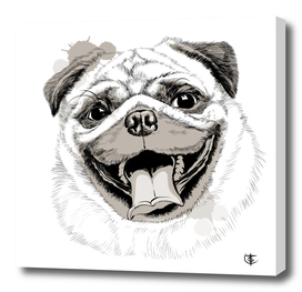 portrait of a pug