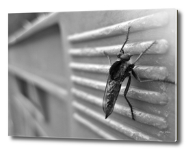 Mosquito, macro b&w photography