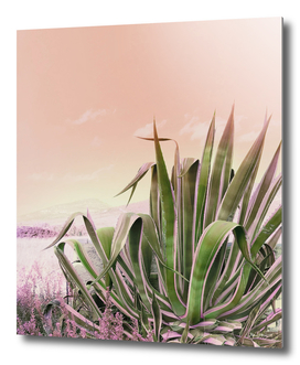 Agave in the Garden on Pastel Coral