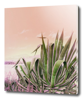 Agave in the Garden on Pastel Coral