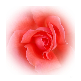 pink coral rose