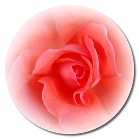 pink coral rose