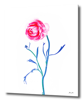 One Flower - Study 2. Front