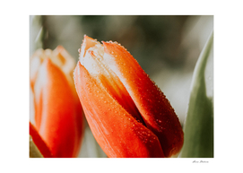Spring, Fresh flowers  tulips - Image