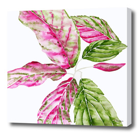 Pink and Green Foliage