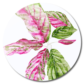 Pink and Green Foliage