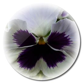 Purple and white pansy