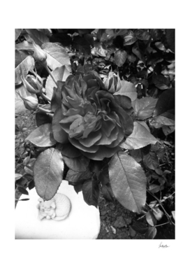 grave rose