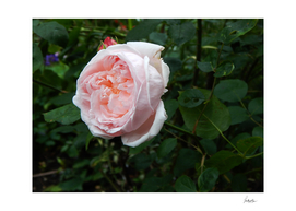 Dusky rose