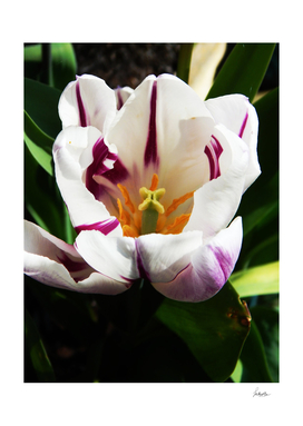 White and purple tulip