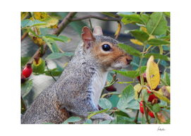 Grey Squirrel Close up shot