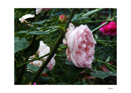 Thorny rose