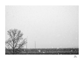Tree, Bridge, Snow...