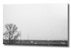 Tree, Bridge, Snow...