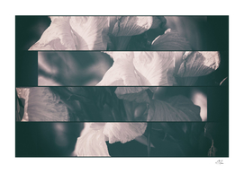 Flower-de-Luce Collage in B&W