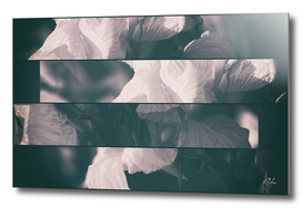 Flower-de-Luce Collage in B&W