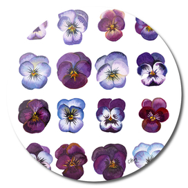 An illustration of Purple and Blue Violas
